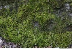 Photo Textures of Moss